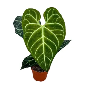 30 cm  Anthurium Regale x Magnificum House Plant 14 cm Pot