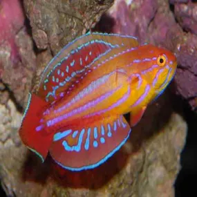 African Diamond Tail Dwarf Parrot - Vibrant Reef Aquarium Wrasse