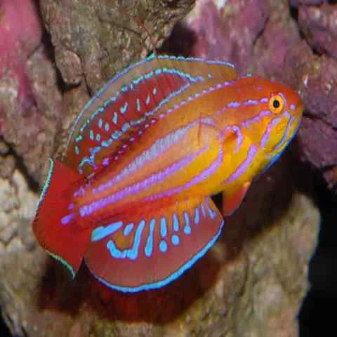 African Diamond Tail Dwarf Parrot - Vibrant Reef Aquarium Wrasse