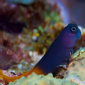Bicolor Blenny (Ecsenius bicolor)