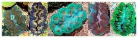 Clam - Crocea Coloured
