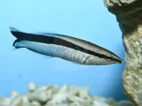 Cleaner Wrasse - West Ind Ocean (Labroides dimidiatus)