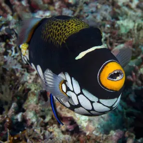 Clown Triggerfish (Balistoides Conspicillum) - Hardy, Striking Fish for Aquariums