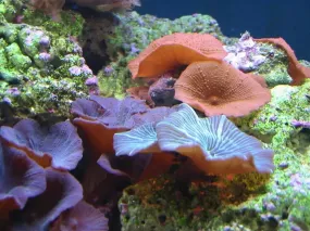 Coloured Mushroom Rock (Discosoma spp)