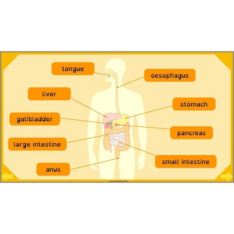 Eating and Digestion