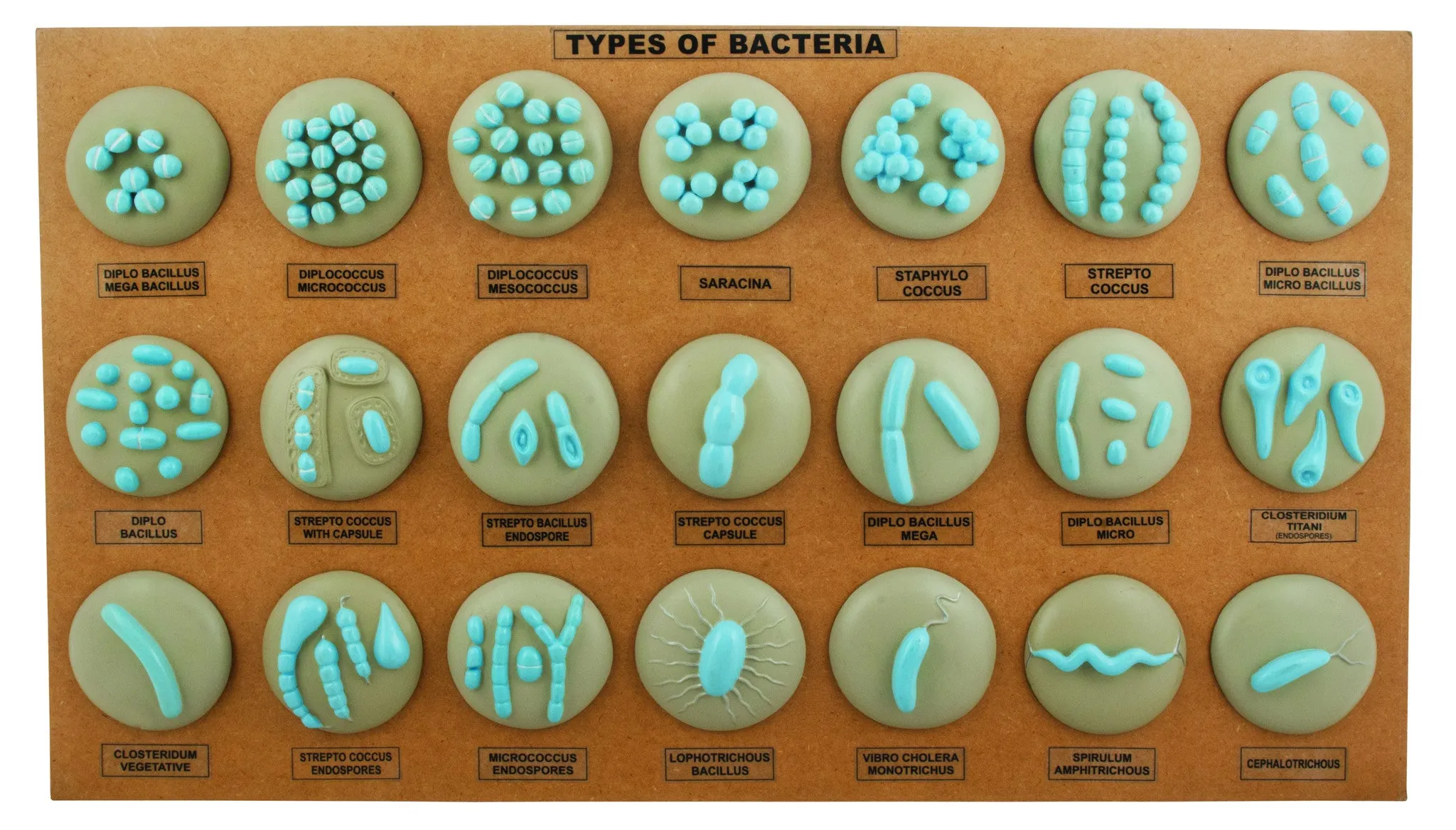 Eisco Labs Types of Bacteria Model - 21 different Models Mounted on Board