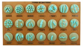 Eisco Labs Types of Bacteria Model - 21 different Models Mounted on Board