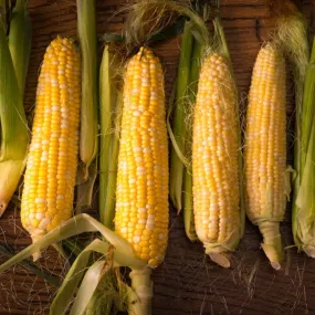 Fresh Corn 24" Square Banner for Bulletin Boards and Walls