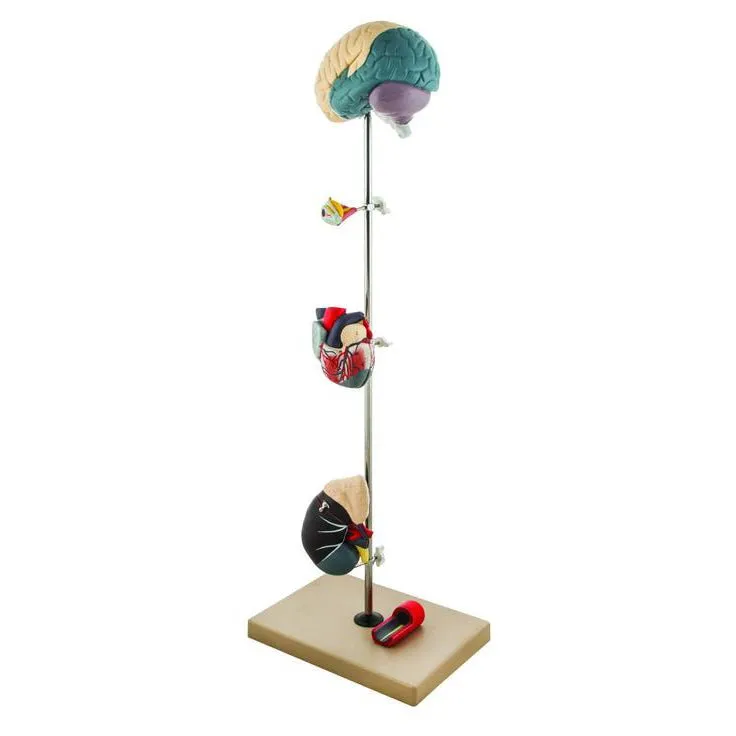 Hypertension Model, 7 Parts