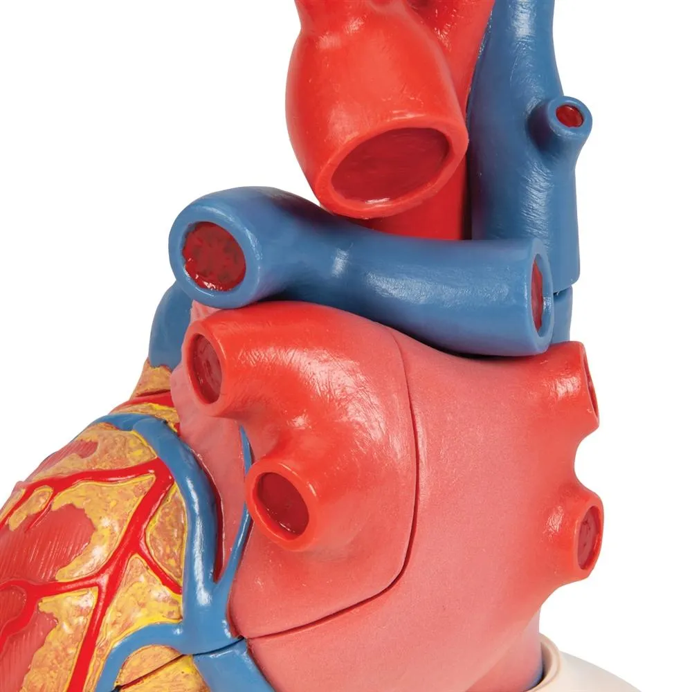 Life-size Magnetic Heart Model and Cardiac Valves, 5 Parts