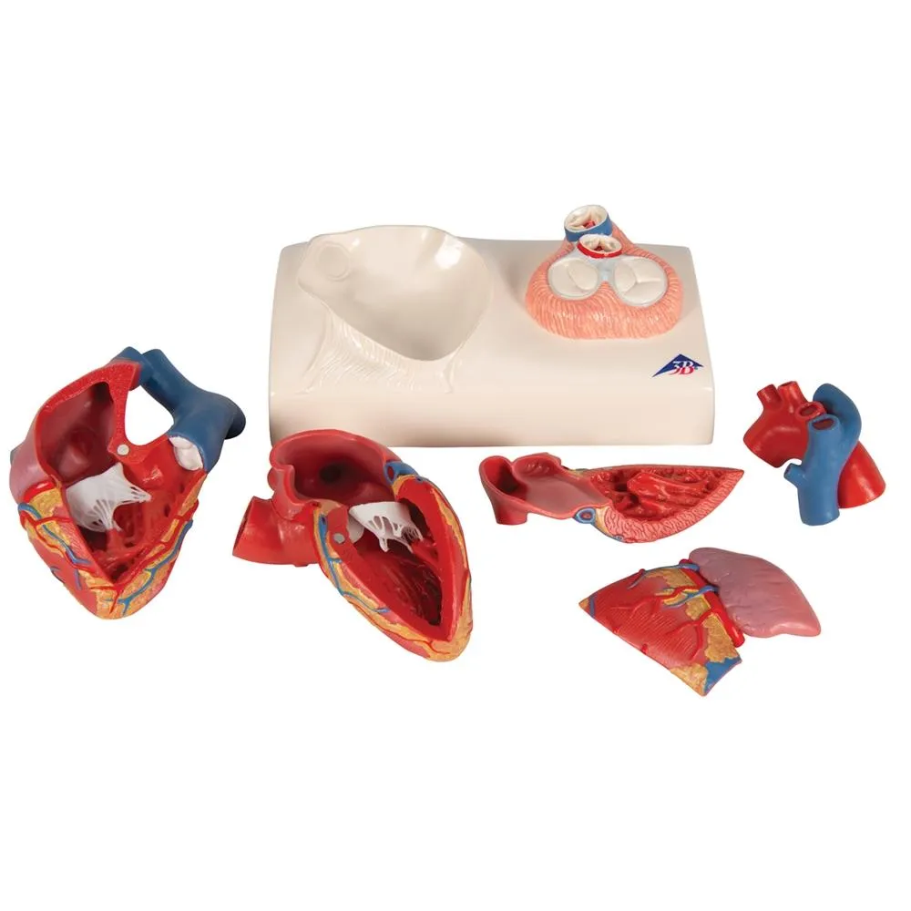 Life-size Magnetic Heart Model and Cardiac Valves, 5 Parts