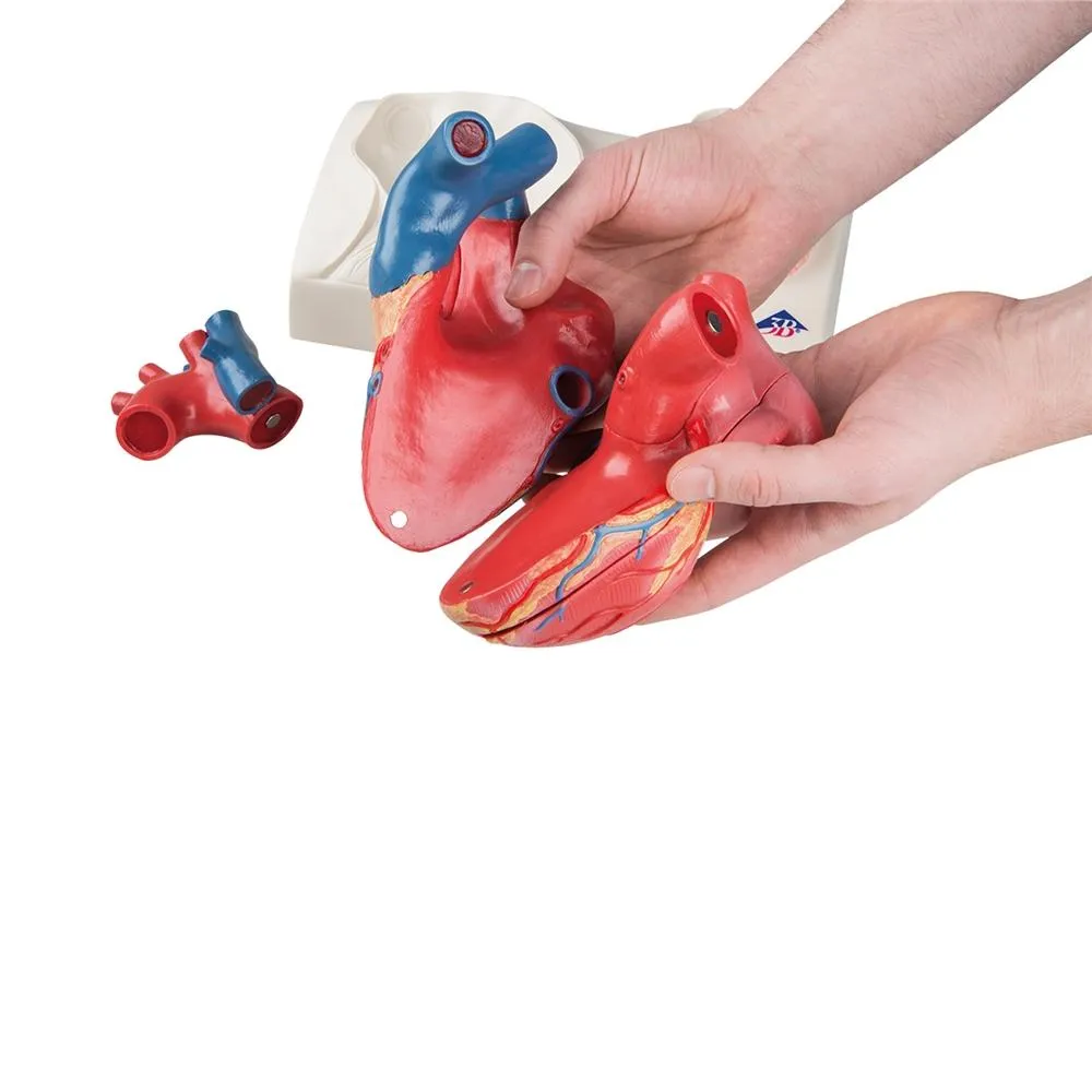 Life-size Magnetic Heart Model and Cardiac Valves, 5 Parts