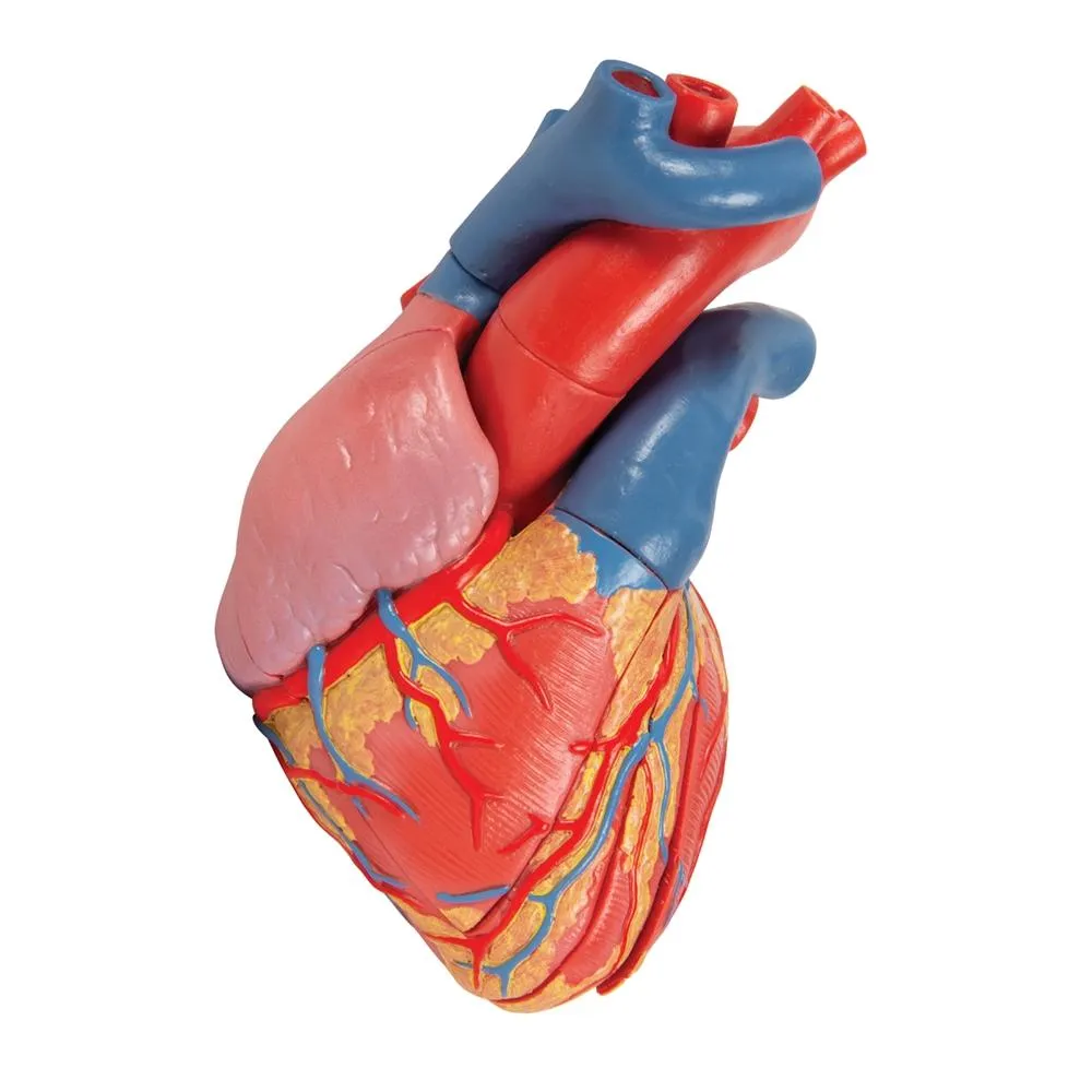 Life-size Magnetic Heart Model and Cardiac Valves, 5 Parts