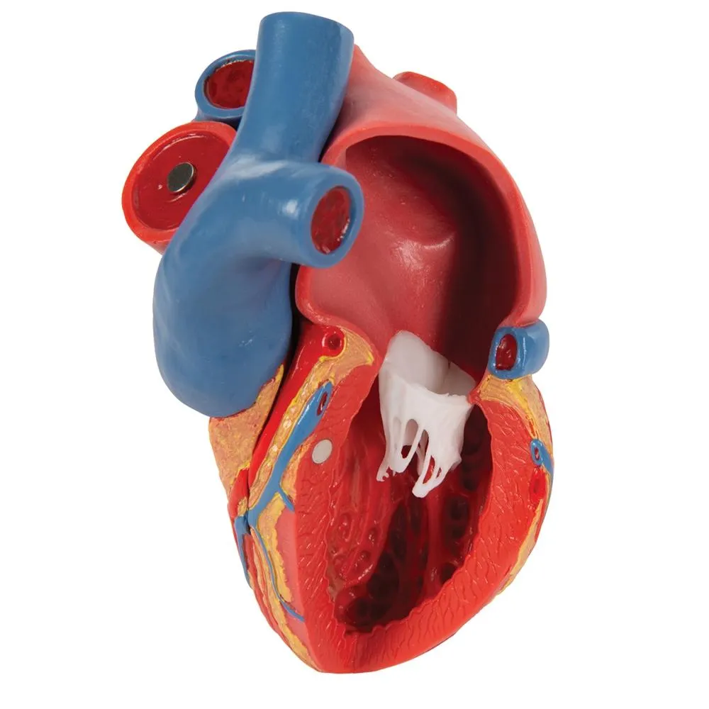 Life-size Magnetic Heart Model and Cardiac Valves, 5 Parts