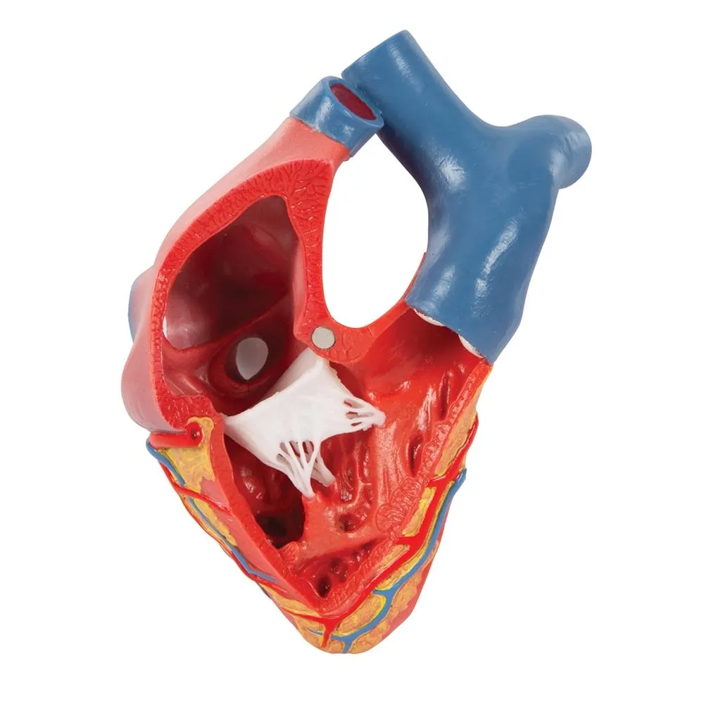 Life-size Magnetic Heart Model and Cardiac Valves, 5 Parts