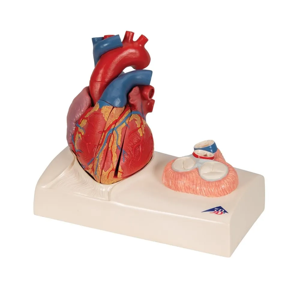 Life-size Magnetic Heart Model and Cardiac Valves, 5 Parts