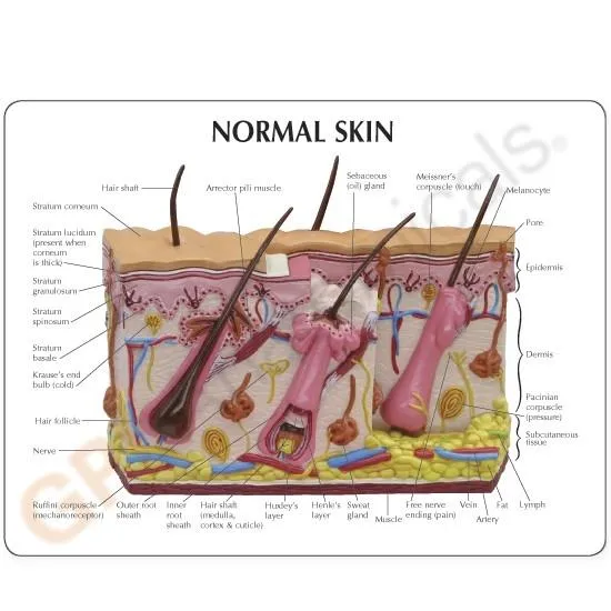 Skin Normal-Acne