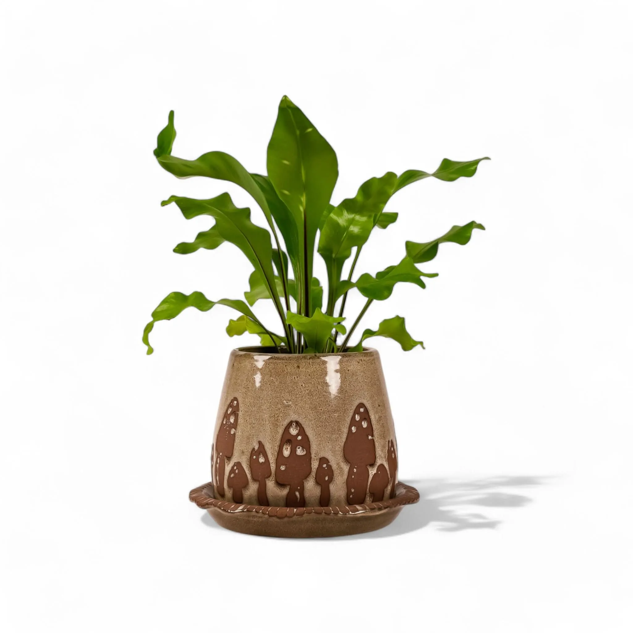 Wild Mushroom Pot   Saucer