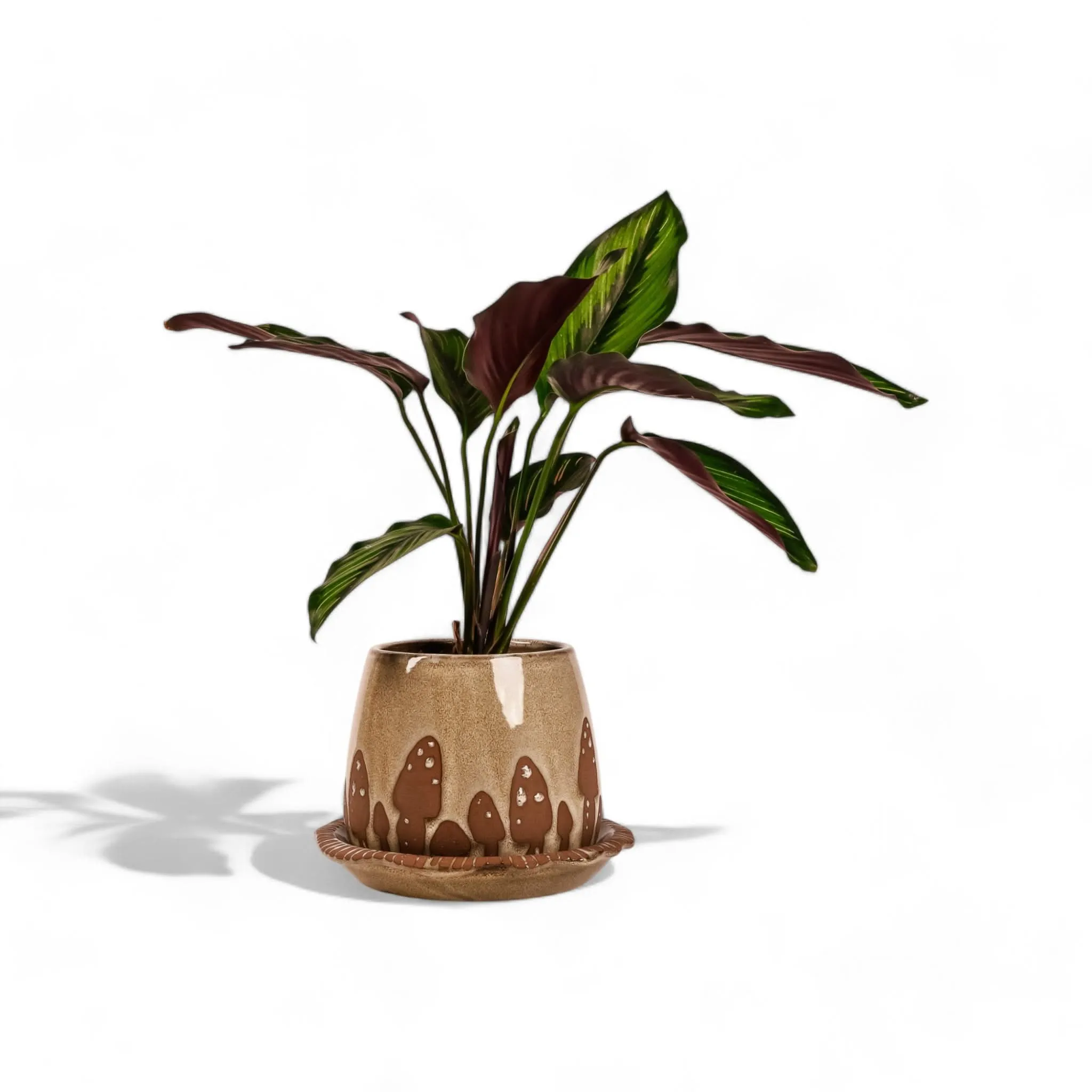 Wild Mushroom Pot   Saucer